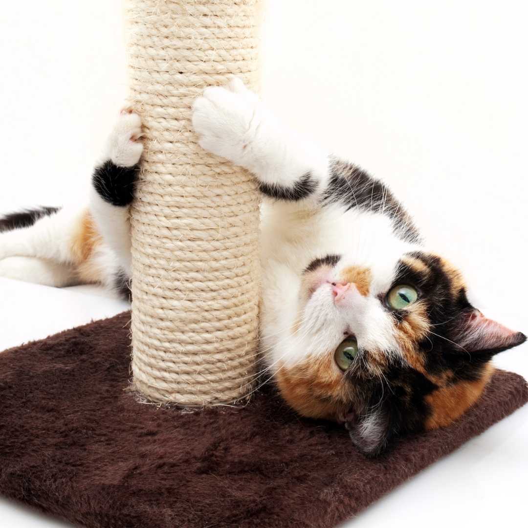 Declawing Cats Far Worse than a Manicure CATsNAP