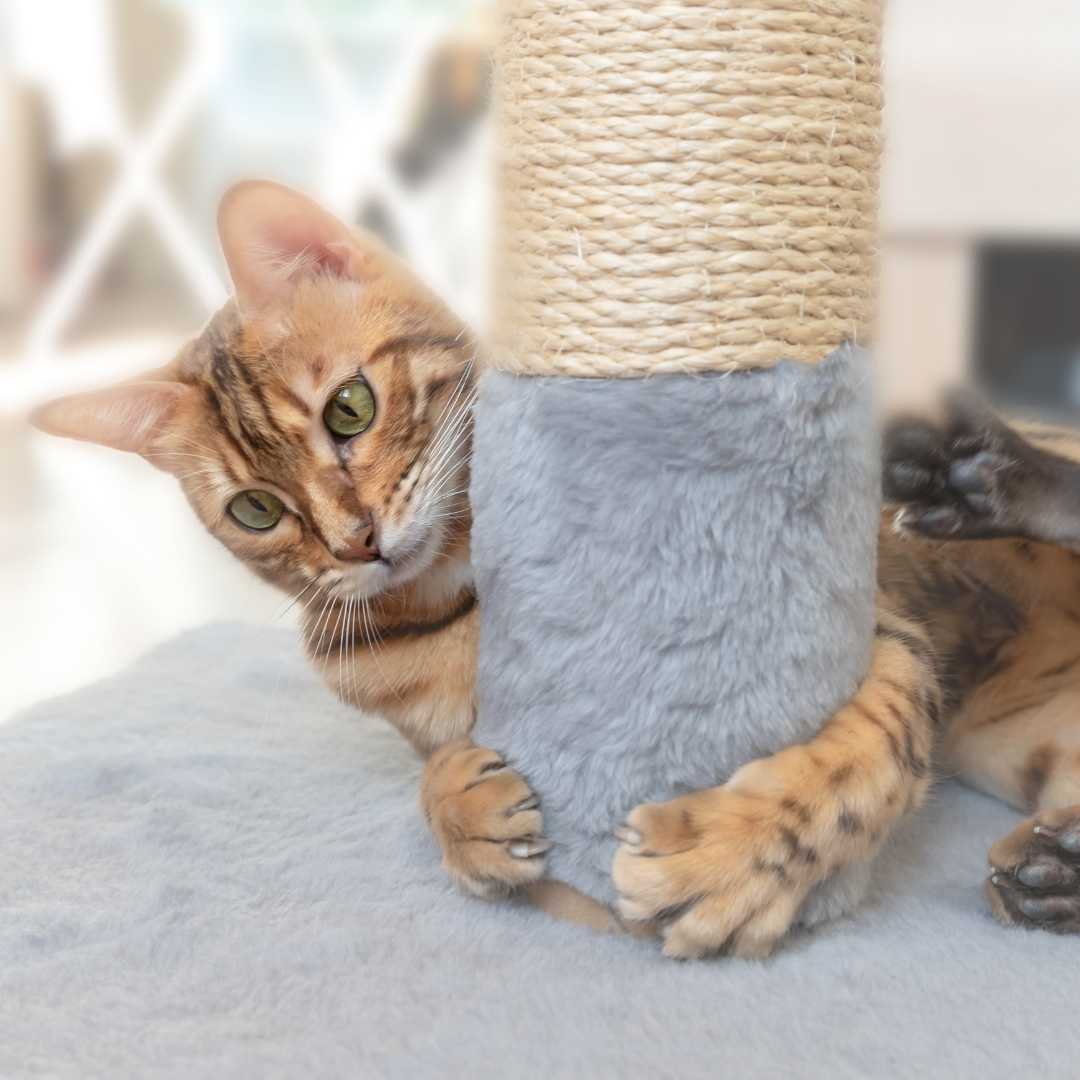 Declawing Cats Far Worse than a Manicure CATsNAP